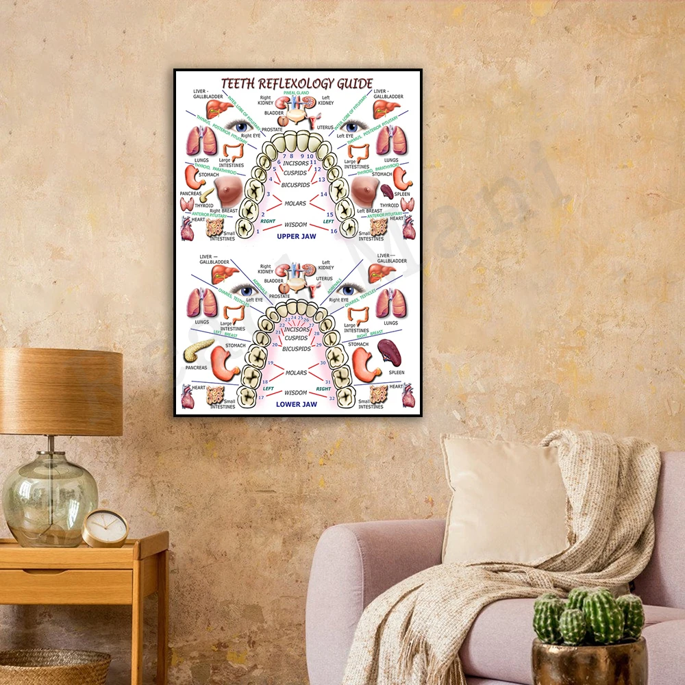 Tooth Reflexology Guide Poster Dental Wall Art Decor Office Pictures