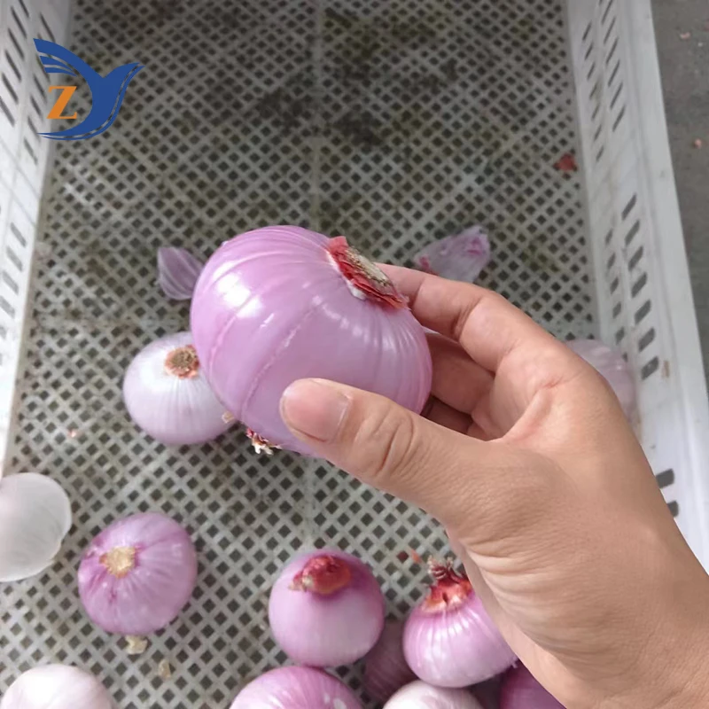 Onion Peeling Machine 200-300kg per hour Home Commercial Electric Large Automatic Chain Stainless Steel Pneumatic Processing 2