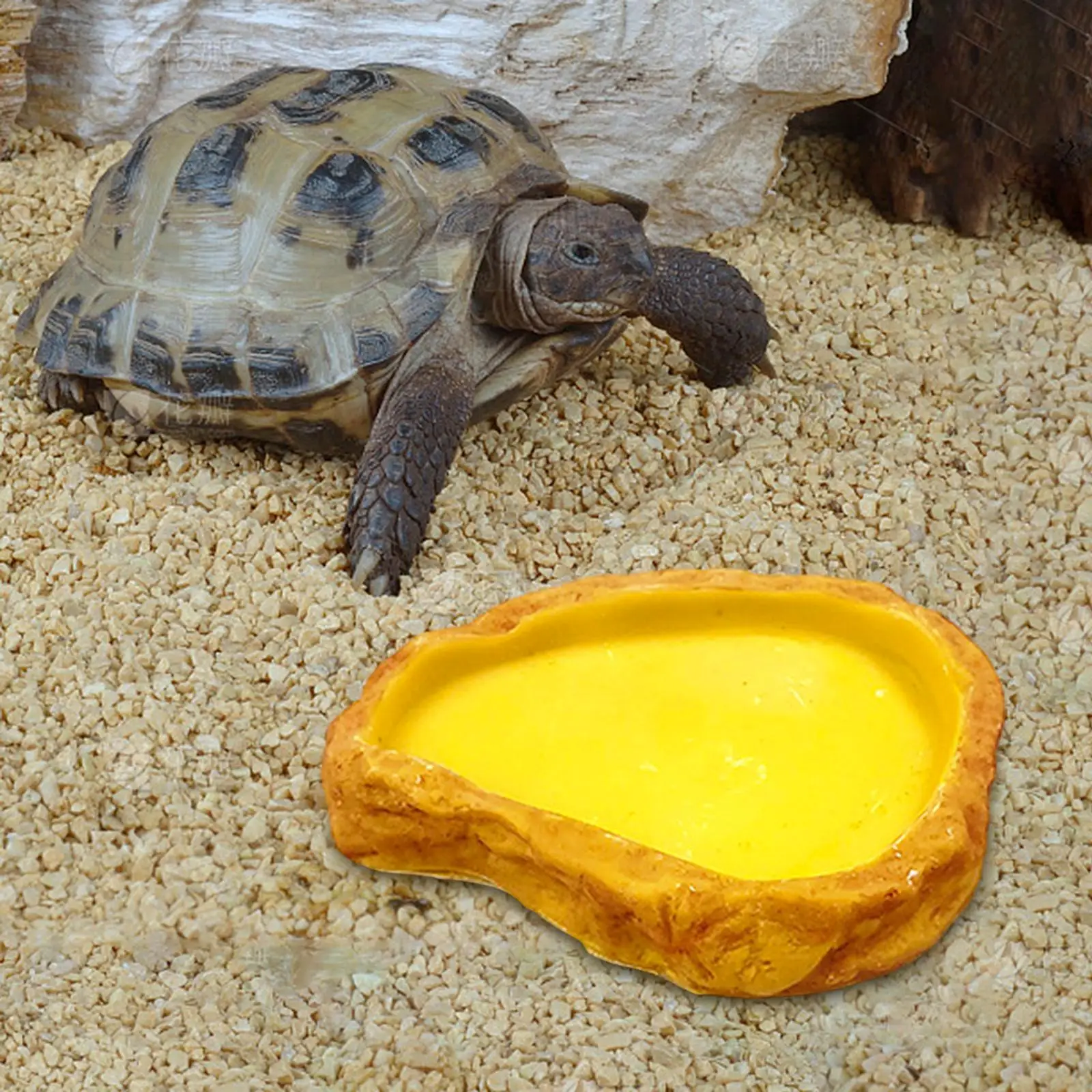 Terrarium Water Dish Reptile Water Bowl, Food Feeding Bowl Reptile Feeder for