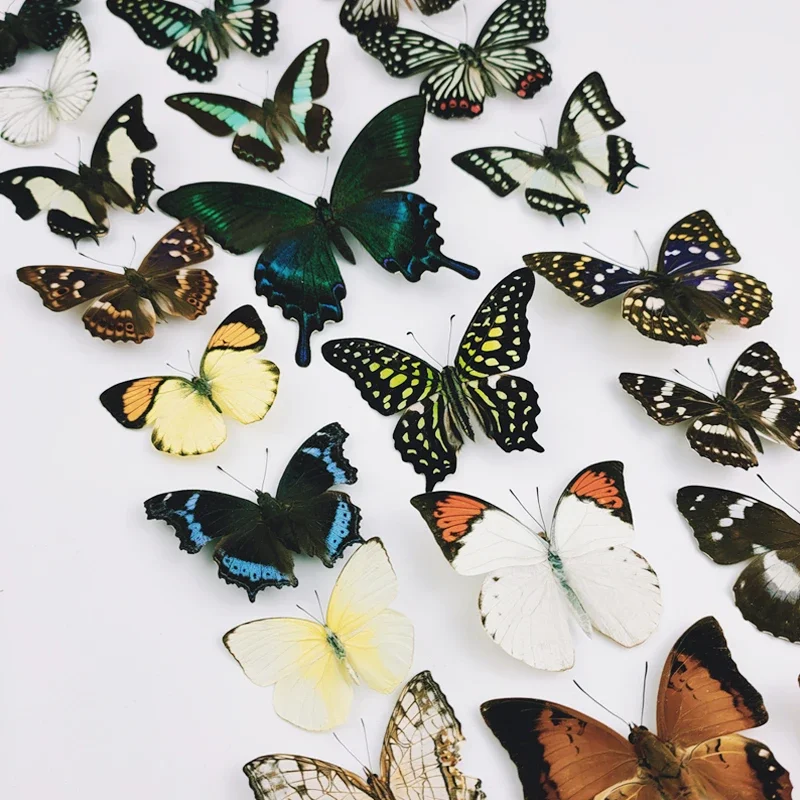 Butterfly Specimen Real Insect Teaching DIY