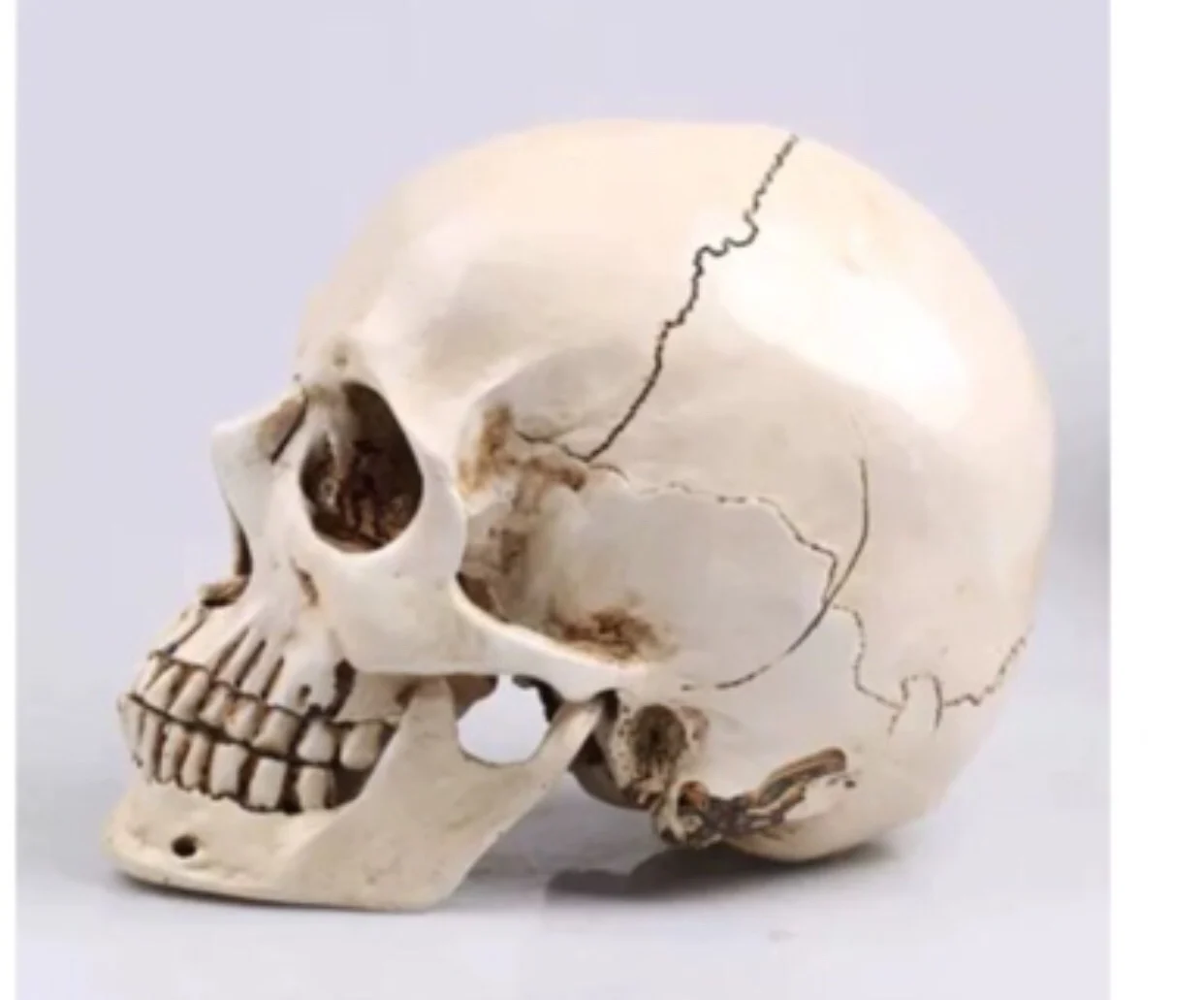 

Skeleton Head Model Sketching Art Painting Halloween Trick Props Reference Teaching Terror House