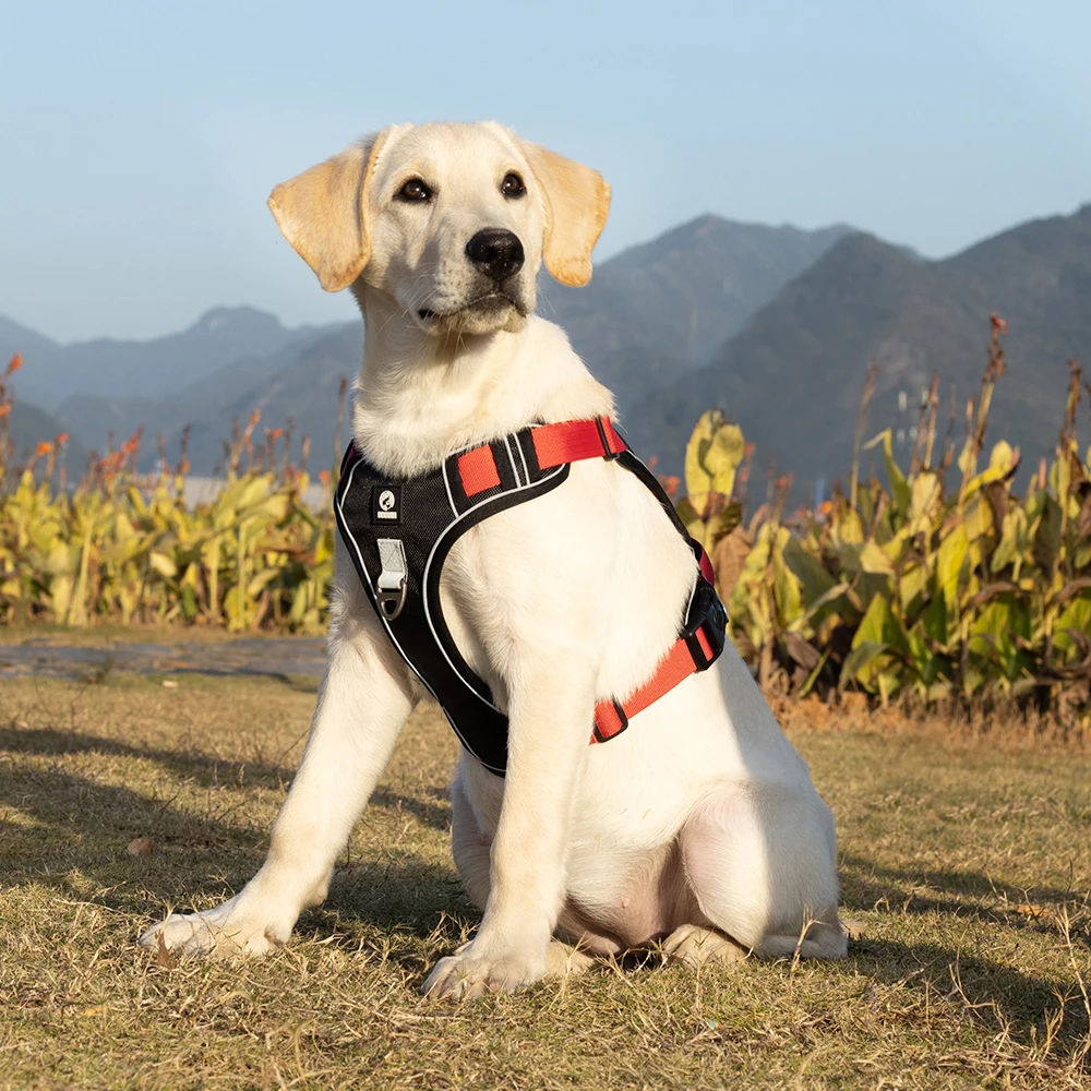 Dog Harness Image 21