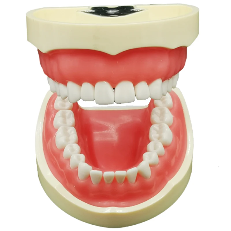 Gracefulvara Dental Implant Demonstration Teeth Study Typodont Model with Removable Teeth 