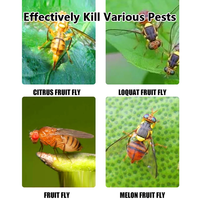 Gyümölcs Alakú Légycsapda Gömb Légygyilkos Újrahasznosítható Légyfogó Virágfa Rovar Csapda Anti Légykerti Épületek Légy Swatter - Image 4