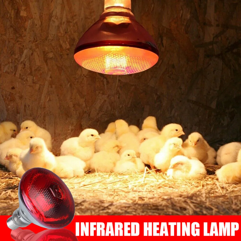 Lámpara de calor infrarroja para aves de corral, bombillas gruesas e impermeables de 250W, antiexplosión, para lechón, pollo, pato y pájaros, E27