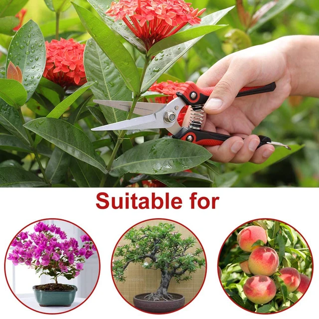 Stainless Steel Pruning Shears with Extra Blade Manual Hand Pruner Tree  Trimmer, Garden Shears, Hand Pruner Gardening Tool Wyz17747 - China  Stainless Steel Pruning and Stainless Steel Pruning Shears price