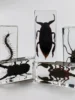 1PC Real Insect Bug Specimen Taxidermia Clear Large Bug Epoxy Resin Stick Insect Insect Scorpion Specimen Craft Decoration 2