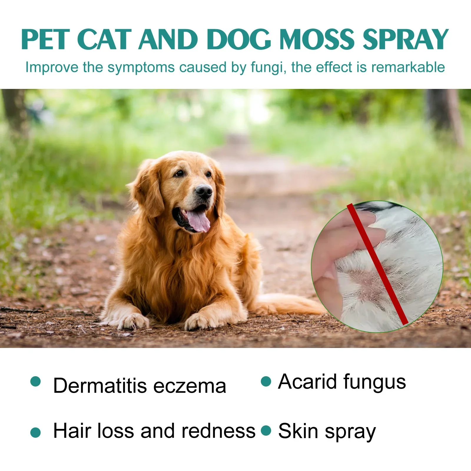 Dermatitis On Dogs Treatment tca.dothome.co.kr