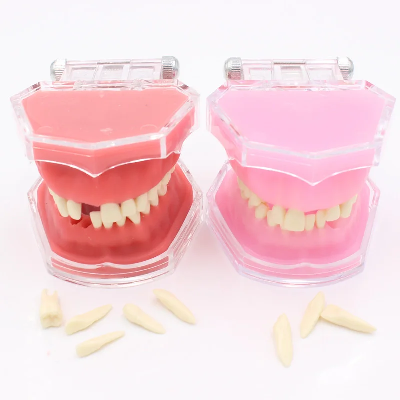 

Dental Soft Gum Standard Model with All Removable Teeth Dental Study Teaching Tooth Model 28pcs tooth Dentist Lab