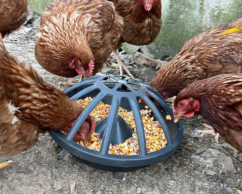 Unspillable Automatic Chicken Feeder 6