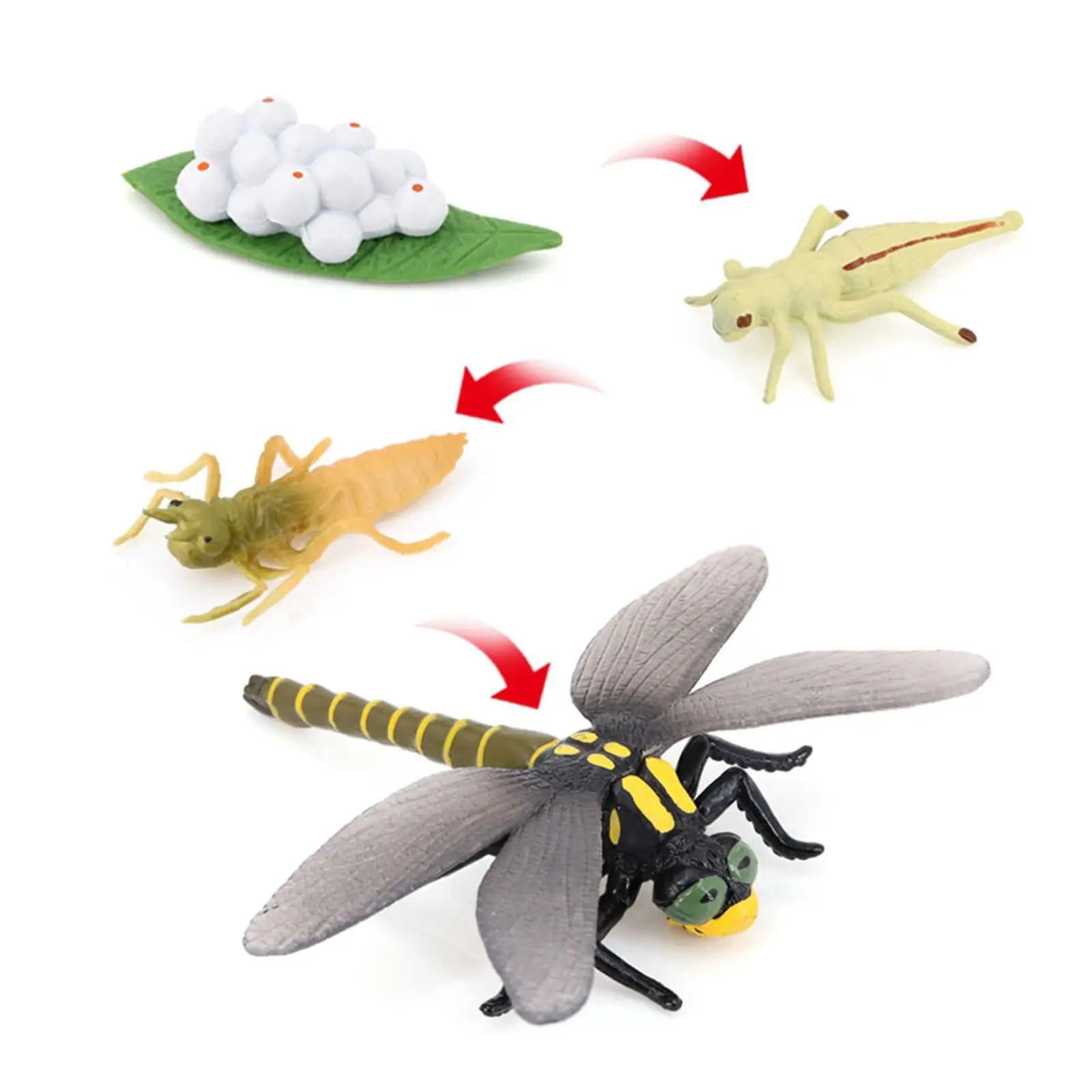 4 Stages Life Cycle of a Dragonfly Simulation Wild Insect Animal Toy Science and Education Toys For Kid Birthday Gift 4