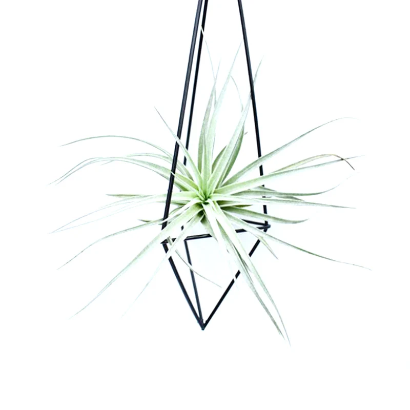 Metal Geometric Hanging Air Plant Holder Rack Air Pineapple Iron Hanging Support