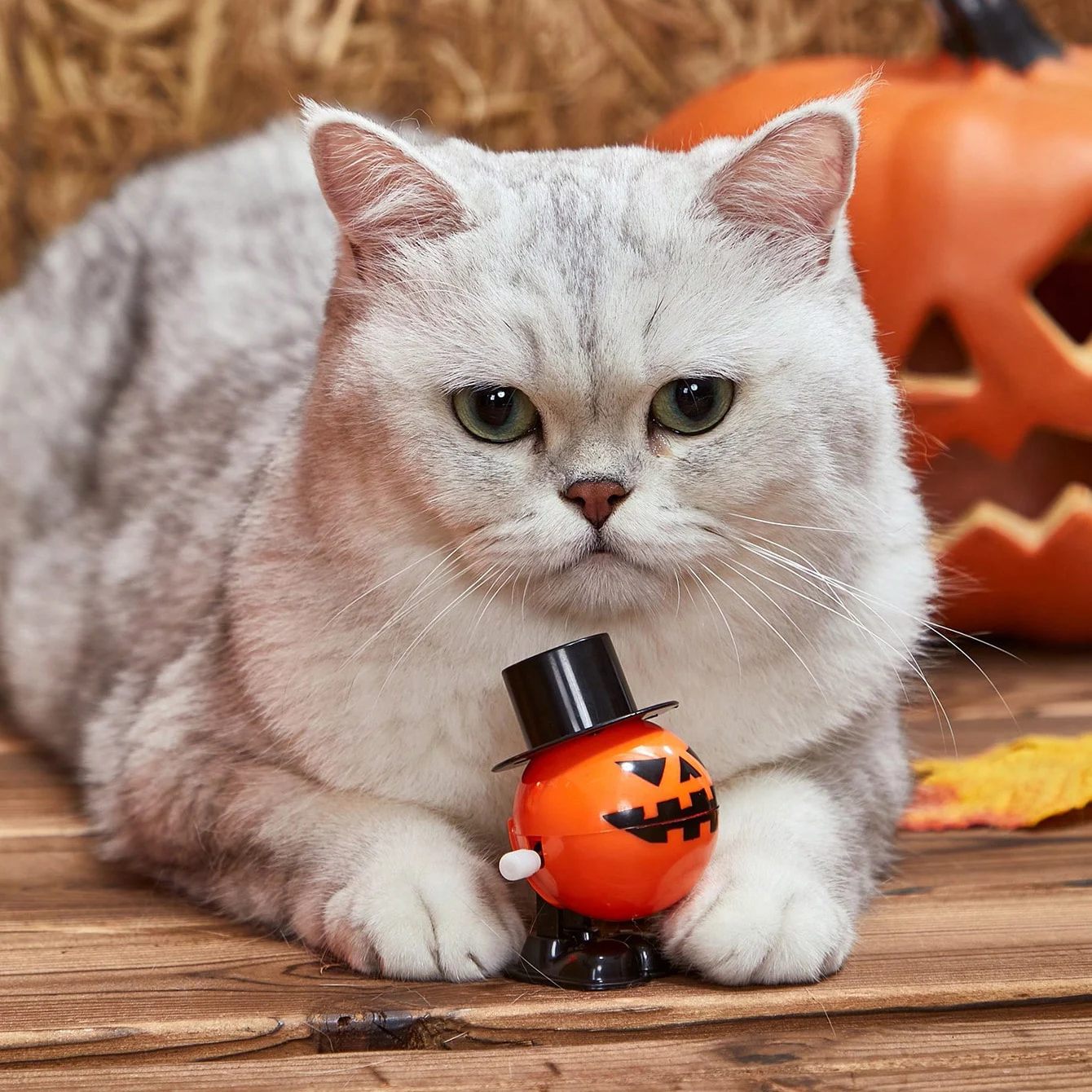 Pumpkin Clockwork Toy Interactive Pet