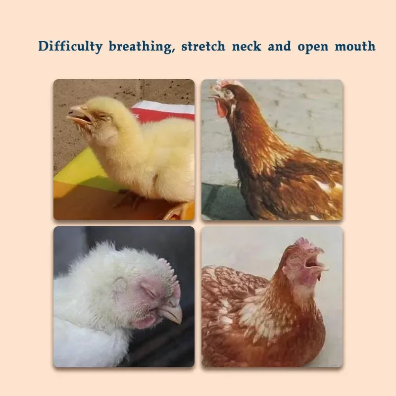 Chickens, ducks, pigeons, snoring and coughing, snoring, opening mouth and neck extension, swollen eyelids, tearing 250ml