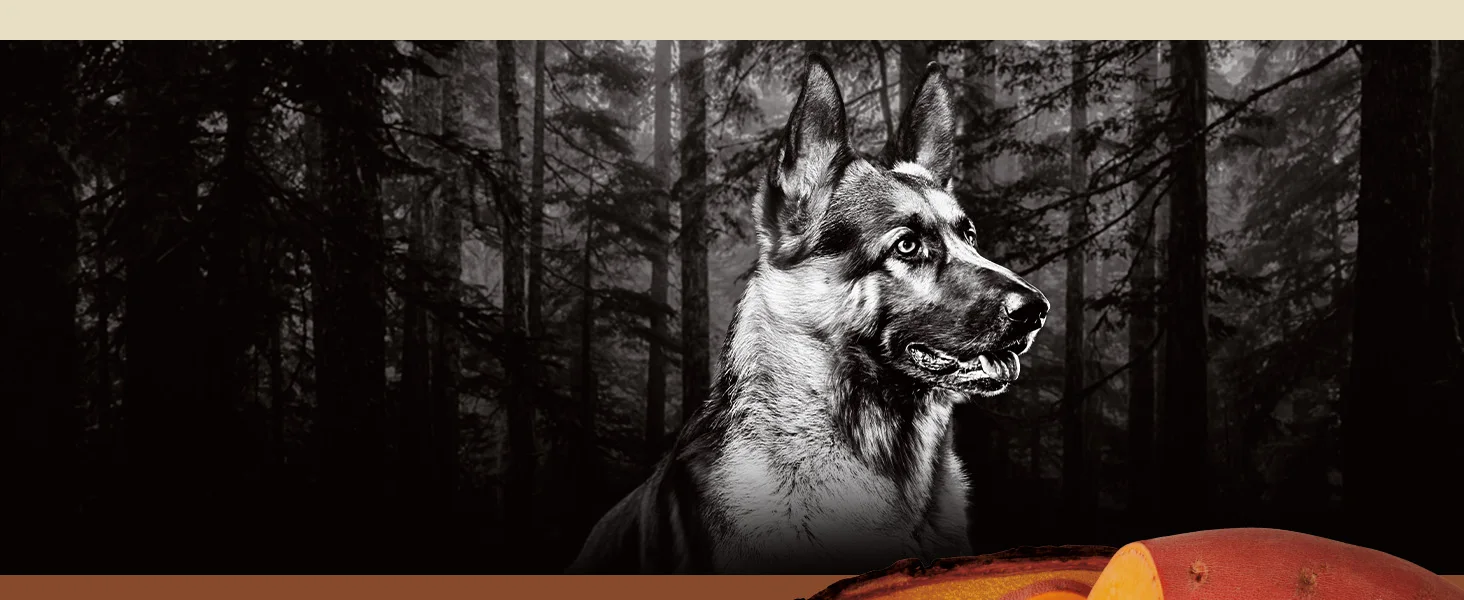 Photo of a large dog staring off into the distance