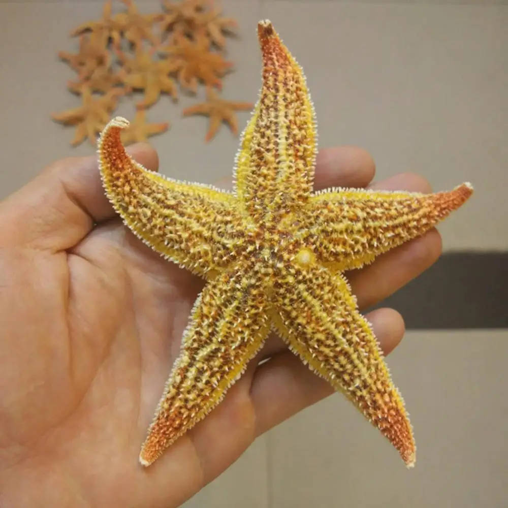 Resin Starfish Ornaments 10-16cm 2Pcs Flat Dried Starfish DIY Crafts Mini Sea Shells Ornaments Beach Craft For Wedding Party Home Photo Props Decoration
