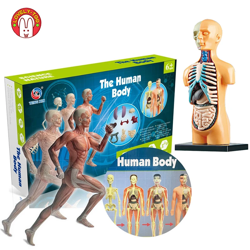 3D Human Body Anatomy Model Children Plastic DIY Skeleton Toy Science Early Learning Aids Educational Toys Kids STEM Game