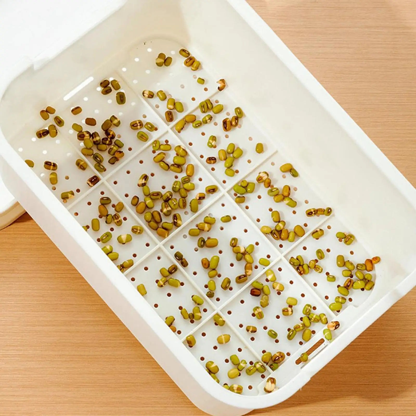 Seed Sprouts Tray Nursery Tray Saving Space Mini Greenhouse Germination Kits for Sprout Planting Container Green Growing seed starter tray seedling tray sprout growing kit
