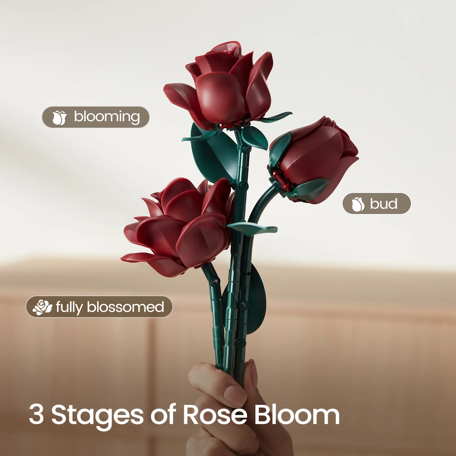 Three stages of burgundy rose bloom showing bud blooming and fully blossomed building block flowers