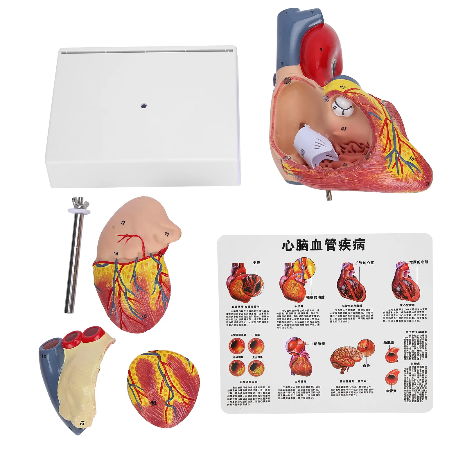 2X Life Size Heart Model Human Heart Teaching Model Simulation Heart Organ Model Heart Model Heart Organ Model Human Heart Model 6