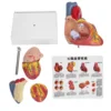 2X Life Size Heart Model Human Heart Teaching Model Simulation Heart Organ Model Heart Model Heart Organ Model Human Heart Model 6