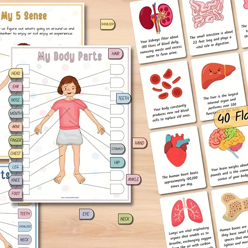 Human Anatomy Busy Book 4