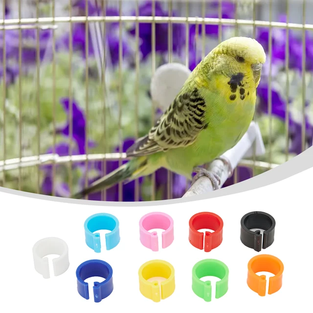 10 colors Plastic Re-use 7mm /0.27 Inch 100Pcs Chicks Rings Clip Poultry Band Bird Pigeon Parrot 2018 New Newest 6