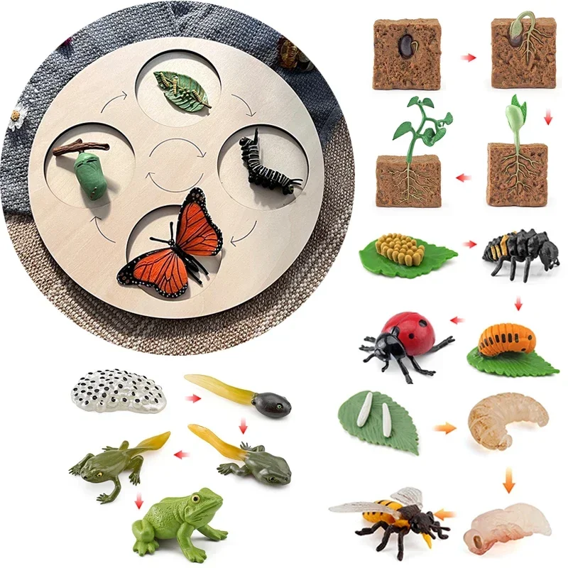 Animal Life Cycle Board Children Toys Montessori Teaching Aids Plant Animal Growth Cycle Model Set preschool cognitive Toys 2
