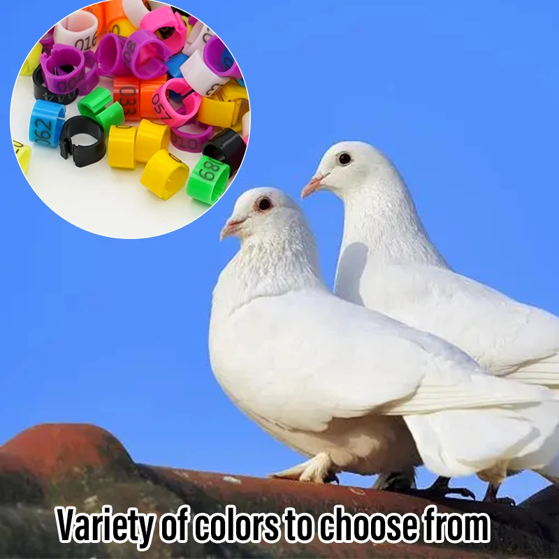 Pigeon Leg Rings 100Pcs Identify Dove Bands 8mm Plastic Parrot Clip Digital Foot Ring Pigeon Training Supply Bird Appliances bird leg bands