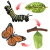 Simulation Biology Model Toy Animals Insects Life Growth Cycle Montessori Children Toys Set Teaching Aids Educational Toys 2