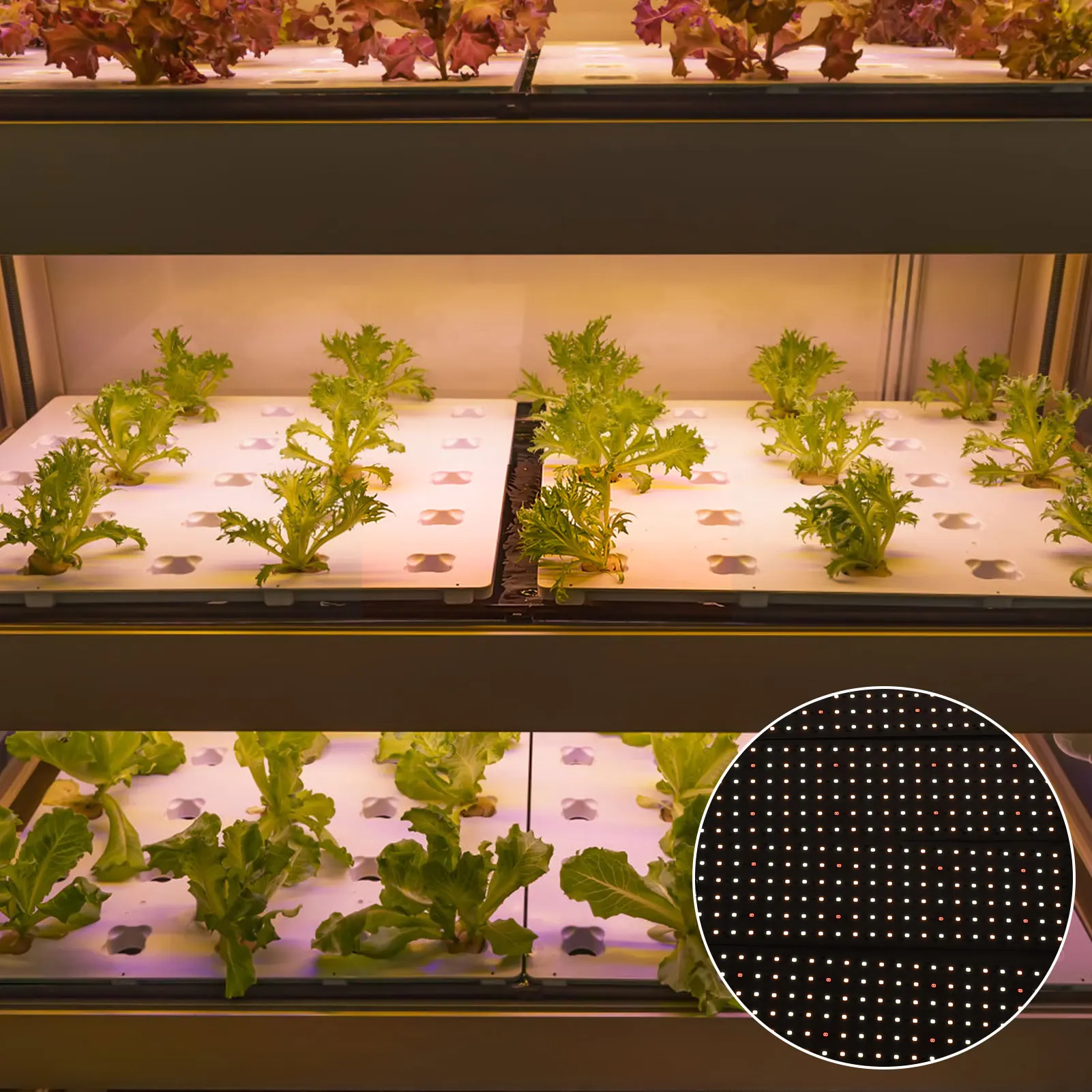 Grow light for plants LED Grow Lights Full Spectrum Indoor Plant Growing Lamp Timer Function High PPFD Energy Saving