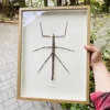 Thai Giant Mimic Bamboo Stick Insect Specimen Decoration Real Insect Display Research Photography Taxidermy 1