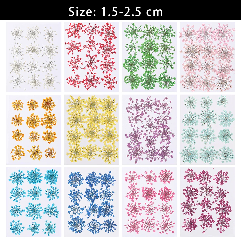 Description Picture 6 of item12pcs/set Pressed Dried Ammi Majus Flower True Flower Hand-made Plant For Home Party Decoration Gifts Crafts DIY Party Supplies