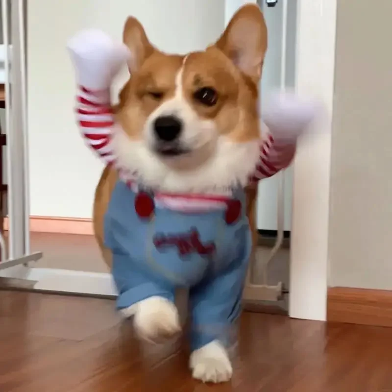 Dog Costume Set Funny Dog Horror Movie Clothes Sweatshirt Set Cosplay Chucky Pet Party Costume Comical Outfits Halloween Dress Jumpsuit