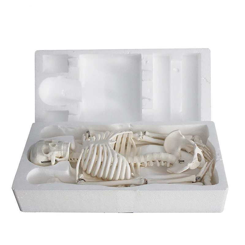 45CM Anatomical Anatomy Human Skeleton Model Human Spine Skeleton Model Education and Training Tool