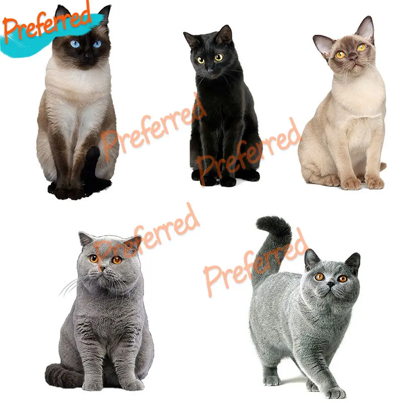 Decalcomanie Di Moda Cute Cat Persiano Cat Berman Mumbai British Shorthair Birmano Car Sticker Car Laptop Trolley Case Boat Vinyl Decal