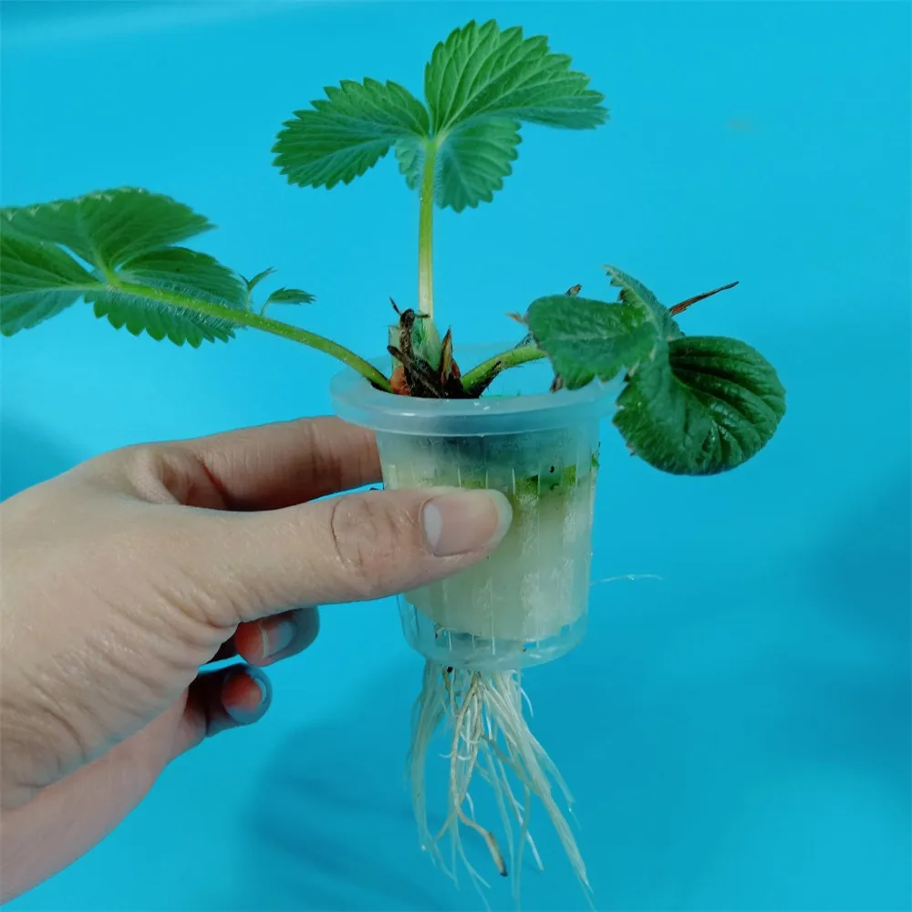 Soilless hydroponic vegetables nursery pots planting basket flower seed cultivation soilless cultivation 10/50pcs seed starter tray