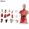 Human Torso Body Model Anatomy Anatomical Medical Internal Organs For Teaching 2