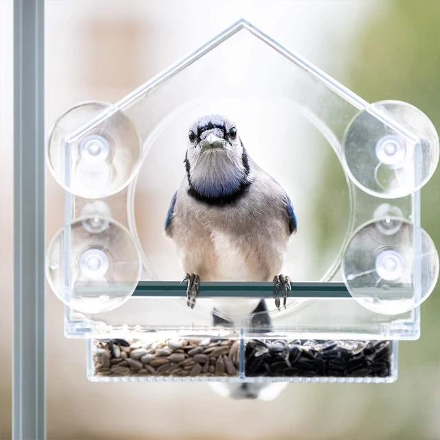 Les Mangeoires Pour Oiseaux De Fenêtre Avec Des Ventouses