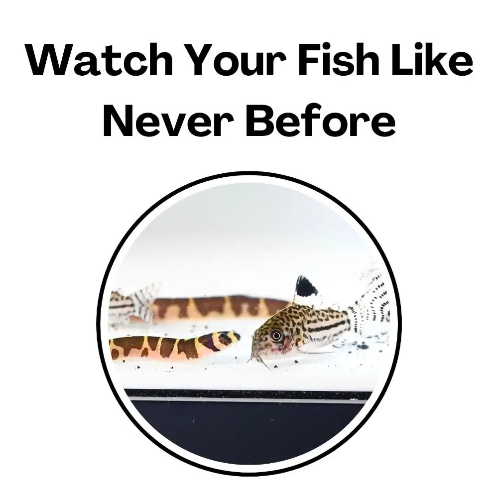 Fish Tank Ornaments Fish Tank Decorations Aquarium Ornaments Multifunctional Aquarium Underground Tunnel Cave Under Gravel Tunnel Two Hole Fish Tank Decor Curve