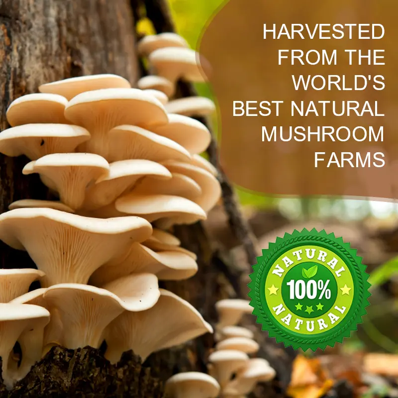 GPGP GreenPeople 226G Lion's Mane Mushroom Coffee with Reishi,Cordyceps &Turkey Tail-Energy,Mental Clarity & Focus,Brain Booster - Image 3