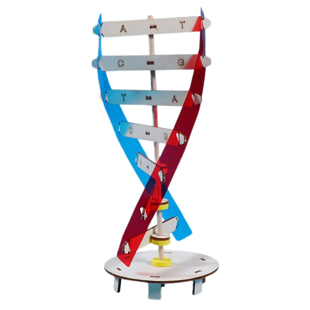 

Gene Model Scientific Genes Learning Tool Human Children Assembly Plaything DIY DNA Kids Toys Children's