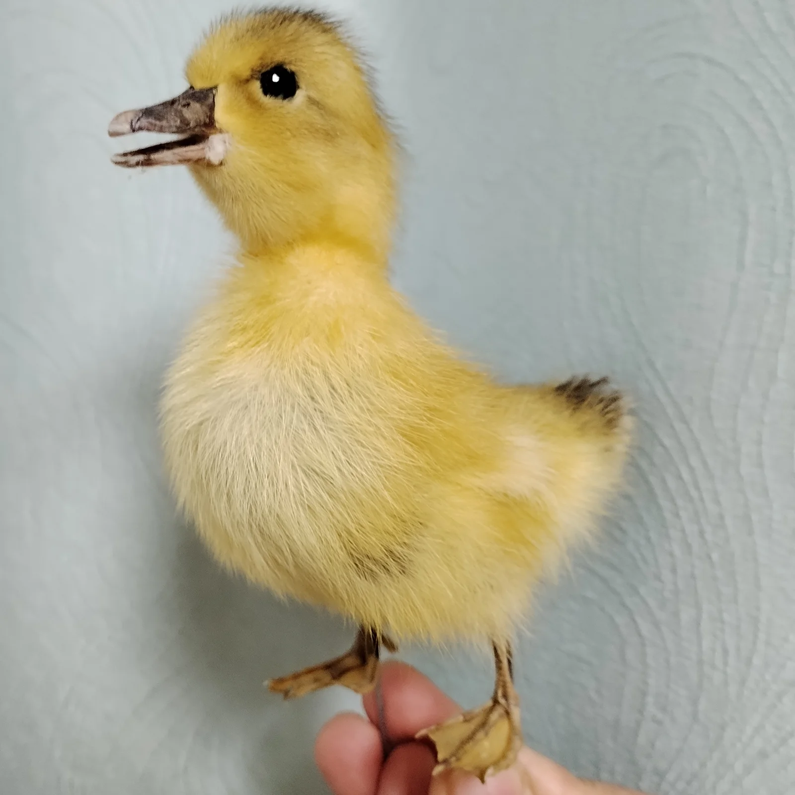 Miniature Duck Figurines Stuffed Duckling Specimen Yellow Duck Birds Taxidermy Home Decor-Perfect for Collecting, Special Gifts