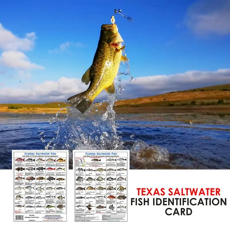 Florida Saltwater Fish Card Magnetic Color Photos Of Fish Species For  Florida Waters Identify Florida Waters Rules Card For