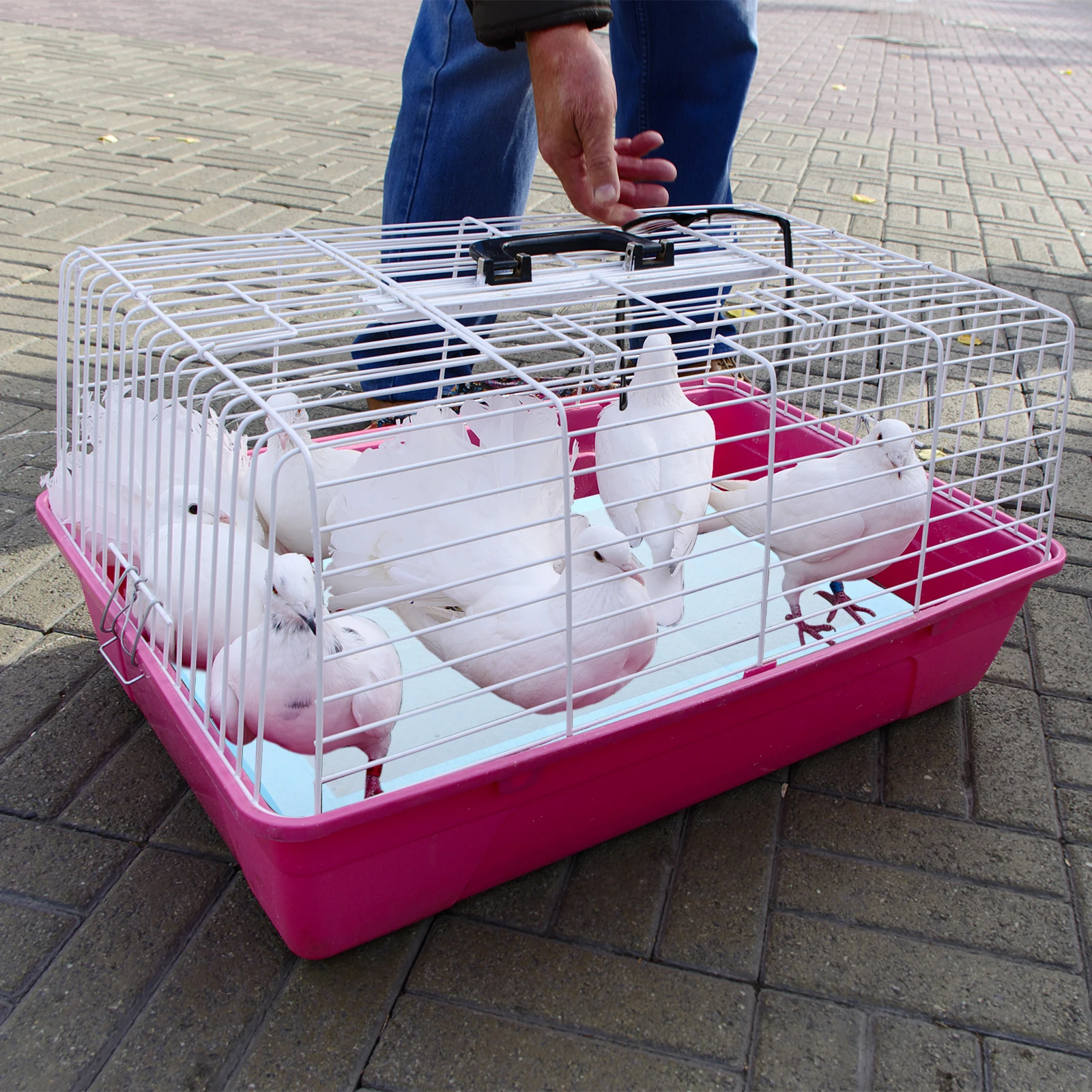 10 Pcs Bird Cage Pad Paper Water Absorbing Disposable Parrot Cage Chassis Pad Bird Dung Pet Products Nesting Box Aviary tool
