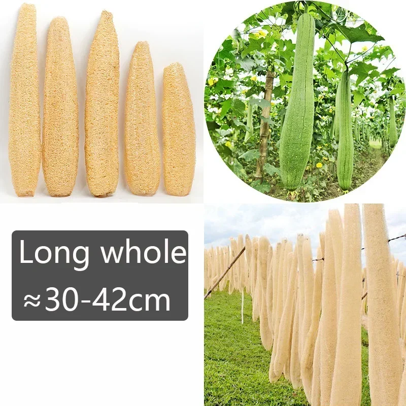 One Whole Shower Loofah About 30-40cm 100% Natural SPA Beauty Bath Sponge Body Scrubber puff Exfoliating Lofa Loofa Luffa Loffa 3