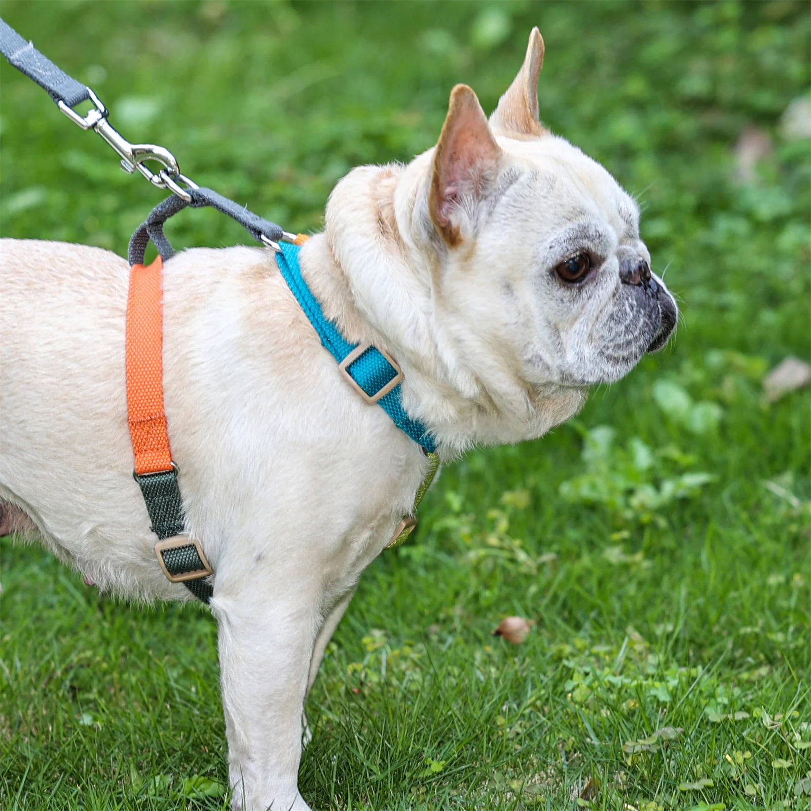 Hundegeschirr Step-in, No-pull – Verstellbar, Gepolstert, Für Kleine & Mittelgroße Hunde, Größe M