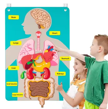 Human Body Felt Board 1