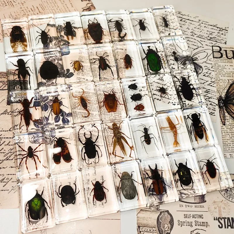 InsectBugSpecimenCraftsDecorationEpoxyResinBugSpidersBeetles