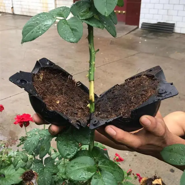 Növény Gyökérgyűjtő Doboz Gyökérzetű Növények Terjedő Golyó Oltó Eszköz Növényi Berendezés - Image 5